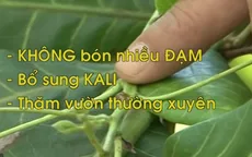 Ban hành quy trình quản lý bọ xít muỗi và thán thư hại điều