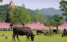 Nhật Bản đầu tư nuôi bò Kobe tại Quảng Bình