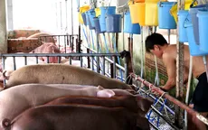 Bến Tre: Xử phạt hành chính cơ sở bơm nước vào lợn