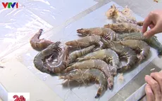 Triệt phá cơ sở bơm tạp chất vào tôm chết ở Hà Nội