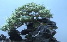 Bonsai mini - Nét mới ở làng hoa Sa Đéc, Đồng Tháp