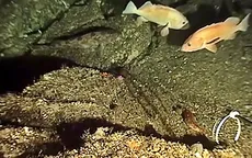 Phát hiện loại bọt biển có thể chữa ung thư tuyến tụy