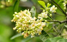 Ký ức mùa hoa bưởi