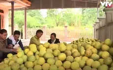 Lần đầu tiên dán tem truy xuất nguồn gốc bưởi Đoan Hùng (Phú Thọ)