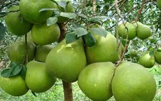 Bưởi miền Tây vươn ra thị trường thế giới