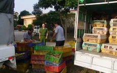 Không ít vụ việc buôn lậu gia cầm bị bắt giữ