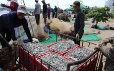 Ngư dân Quảng Ngãi được mùa cá cơm