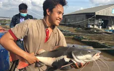 Cần Thơ: Lão nông sở hữu hàng chục con cá trê tiền tỷ