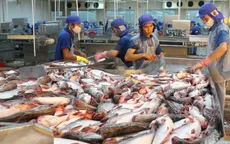 Xuất khẩu cá tra sang Mỹ và EU đang lao dốc
