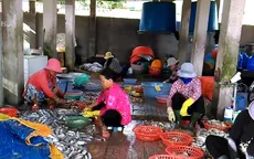 Cận cảnh quy trình ngâm cá bằng... thuốc tẩy giun động vật