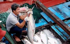 Một ngư dân Quảng Trị trúng mẻ lưới cá thu bè 6 tỷ đồng