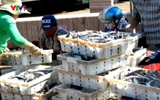 Ngư dân Phú Yên trúng đậm cá biển