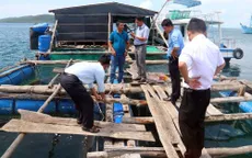 Nguyên nhân cá bớp chết tại Cà Mau