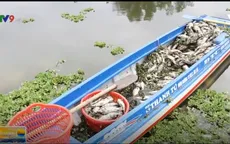 Bình Dương: Cá chết bất thường tại hồ thủy lợi Từ Vân 1
