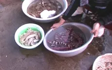 Cá khoai chết ở Quảng Bình là hiện tượng bình thường