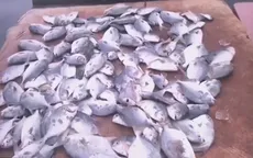 Váng vàng trên sông Chà Và tiếp tục đe dọa làng nuôi cá lồng bè