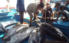 Bình Định: Ngư dân trúng mùa cá ngừ đại dương
