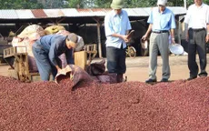 Công bố chương trình hỗ trợ phát triển cà phê Buôn Ma Thuột