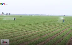 Hải Dương nâng cao chất lượng củ cà rốt, tìm hướng xuất khẩu sang Nhật, Mỹ