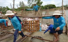 Giải pháp bền vững cho ngành cá tra