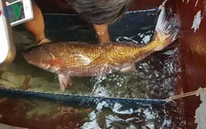 Ngư dân Nghệ An bắt được cá sủ vàng tiền tỷ