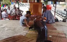 Cá voi nặng gần 500kg dạt vào vùng biển Bình Định