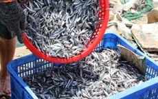 Ngư dân Ninh Thuận được mùa cá cơm