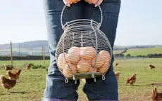Nông dân Hà Lan điêu đứng vì trứng "bẩn"