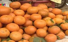 Khó khăn trong thúc đẩy tiêu thụ cam sành Hà Giang
