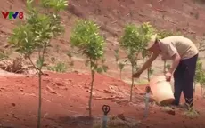 Nông dân thu nhập hàng tỷ đồng từ cây cam sành