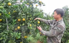 Đua nhau trồng, cam Cao Phong giảm giá mạnh