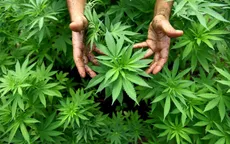 Uruguay cho phép bán cần sa tại các hiệu thuốc