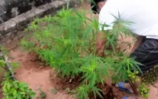 Vĩnh Long: Người đàn ông trồng hàng trăm cây cần sa trong vườn