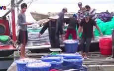 Ngư dân Quảng Trị phấn khởi được mùa cá