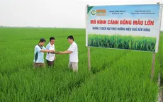 Nguyên nhân khiến cánh đồng mẫu lớn giảm diện tích