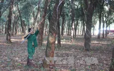 Giá cây giống cao su tăng mạnh
