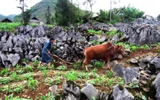Cày trên hốc đá - Khát vọng chinh phục thiên nhiên của đồng bào vùng cao