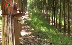Cao su - Cây xóa nghèo ở vùng núi Tây Bắc