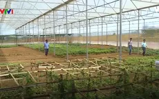 Thay thế cây cao su trên vùng gò đồi Quảng Bình