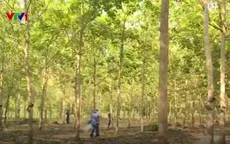 Những cây cao su nghĩa tình trên đất Campuchia