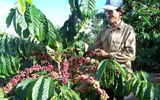Phát triển cà phê Tây Nguyên bền vững vẫn còn bất cập