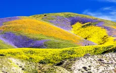 Đẹp như mơ những cánh đồng cỏ hoa ở California, Mỹ