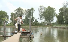 Doanh nghiệp bỏ trốn, người nuôi cá tra lâm nợ