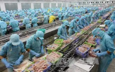 Kiểm soát chặt cá tra xuất khẩu sang Hoa Kỳ kể từ ngày 1/9