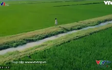 VTVTrip: Đi giữa mùa xanh của vùng quê lúa Thái Bình