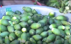 Bất thường thương lái ồ ạt thu mua cau non