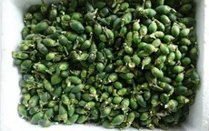 Ồ ạt thu mua cau non bán sang Trung Quốc