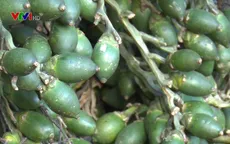 Thương lái lại đổ xô mua cau non ở Thừa Thiên - Huế