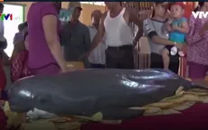 Ngư dân Tiền Giang phát hiện xác cá voi trôi dạt trên biển