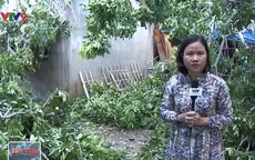 TP.HCM: Cây xanh bật gốc làm sập 4 ngôi nhà